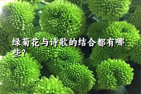 绿菊花与诗歌的结合都有哪些？