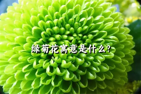 绿菊花寓意是什么？