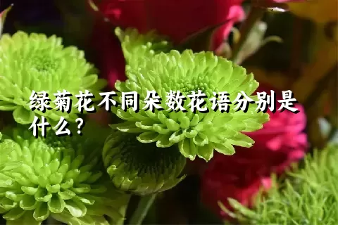 绿菊花不同朵数花语分别是什么？