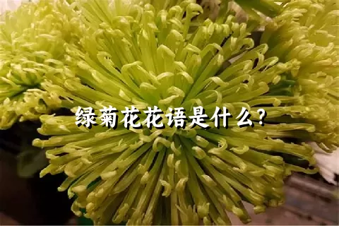 绿菊花花语是什么？