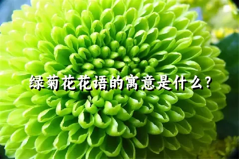 绿菊花花语的寓意是什么？