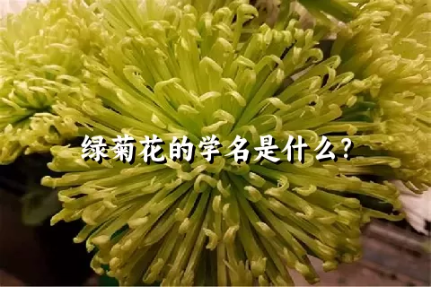 绿菊花的学名是什么？