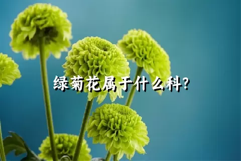 绿菊花属于什么科？