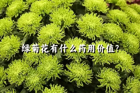 绿菊花有什么药用价值？