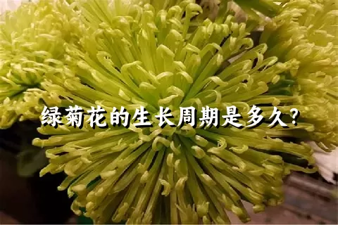 绿菊花的生长周期是多久？