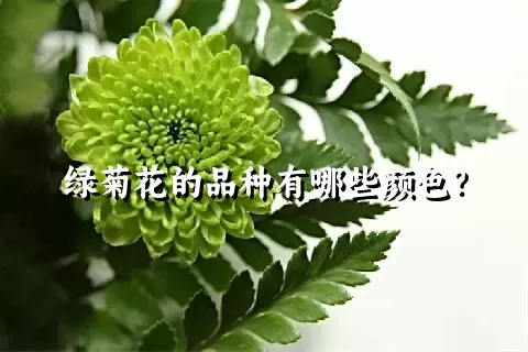 绿菊花的品种有哪些颜色？