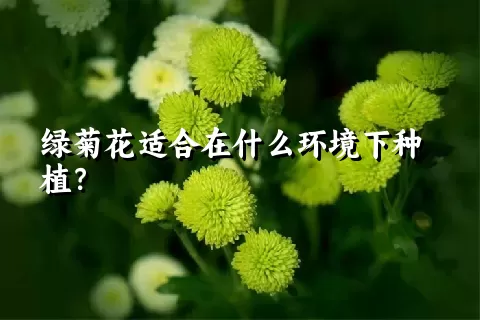 绿菊花适合在什么环境下种植？