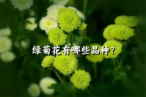 绿菊花有哪些品种？