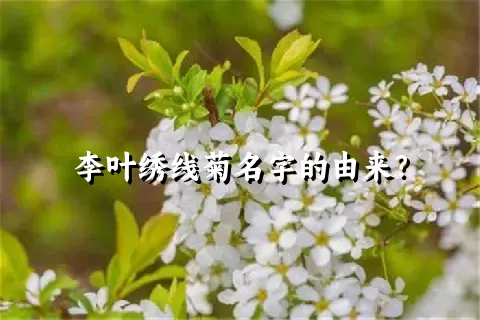 李叶绣线菊名字的由来？