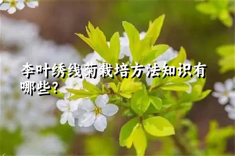 李叶绣线菊栽培方法知识有哪些？