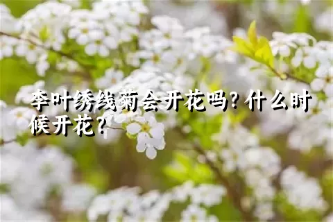 李叶绣线菊会开花吗？什么时候开花？