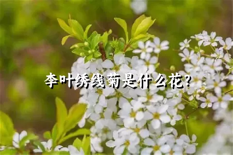 李叶绣线菊是什么花？