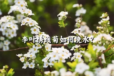 李叶绣线菊如何浇水？