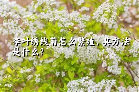 李叶绣线菊怎么繁殖，其方法是什么？