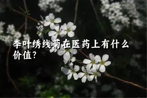 李叶绣线菊在医药上有什么价值？