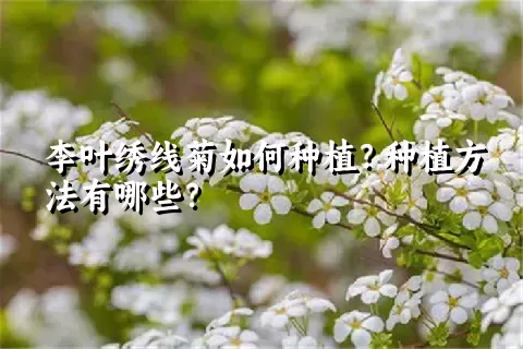 李叶绣线菊如何种植？种植方法有哪些？