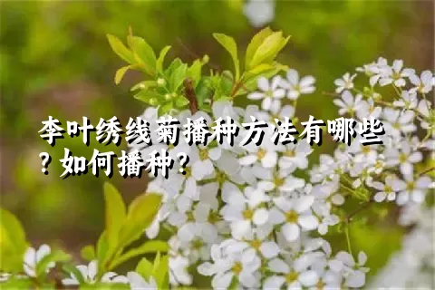 李叶绣线菊播种方法有哪些？如何播种？