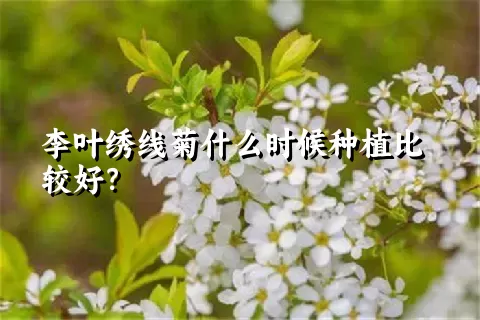 李叶绣线菊什么时候种植比较好？