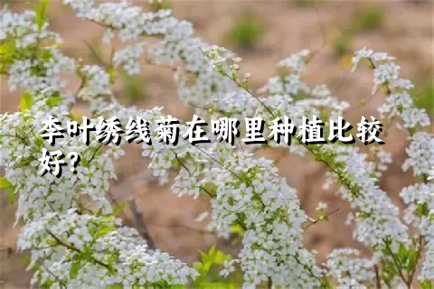 李叶绣线菊在哪里种植比较好？