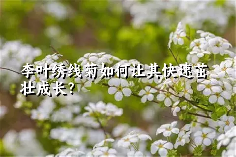 李叶绣线菊如何让其快速茁壮成长？