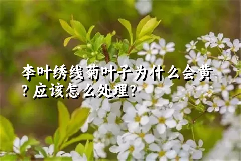 李叶绣线菊叶子为什么会黄？应该怎么处理？