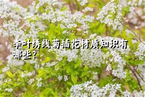 李叶绣线菊插花材质知识有哪些？