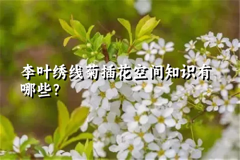 李叶绣线菊插花空间知识有哪些？