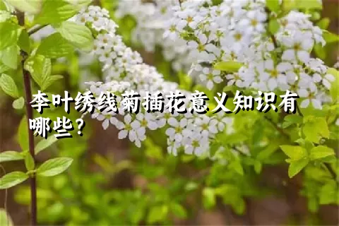 李叶绣线菊插花意义知识有哪些？