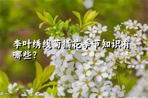 李叶绣线菊插花季节知识有哪些？