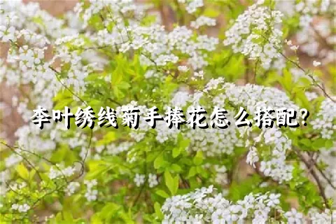 李叶绣线菊手捧花怎么搭配？