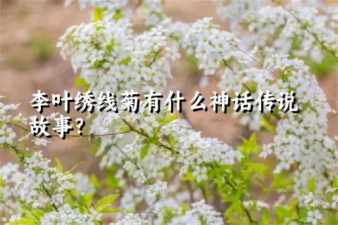 李叶绣线菊有什么神话传说故事？