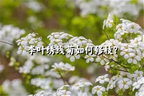 李叶绣线菊如何修枝？