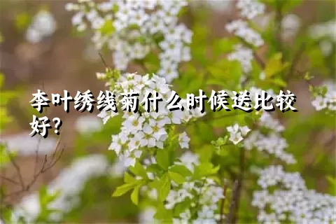 李叶绣线菊什么时候送比较好？