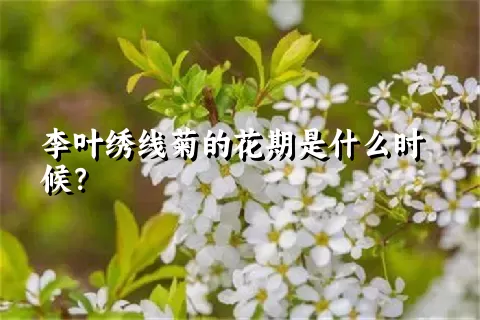 李叶绣线菊的花期是什么时候？