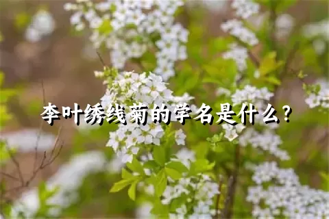 李叶绣线菊的学名是什么？