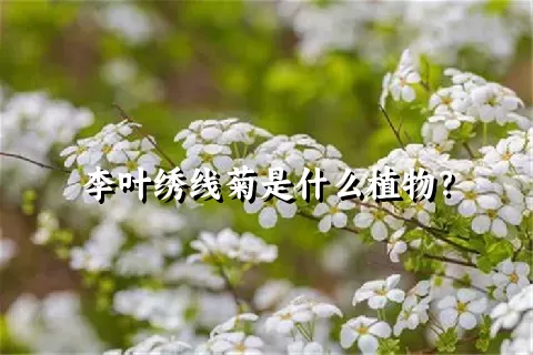 李叶绣线菊是什么植物？