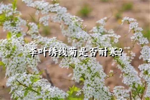 李叶绣线菊是否耐寒？