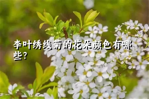 李叶绣线菊的花朵颜色有哪些？