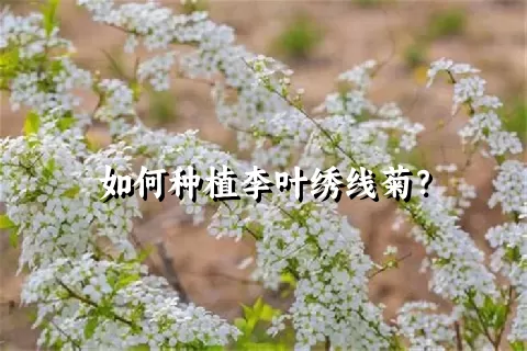 如何种植李叶绣线菊？