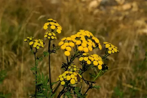 菊蒿