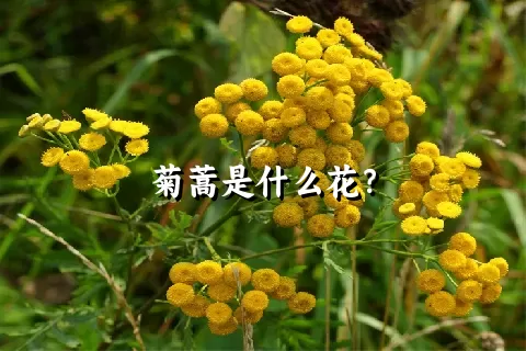 菊蒿是什么花？