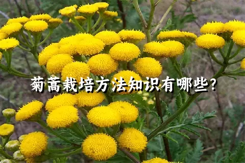 菊蒿栽培方法知识有哪些？