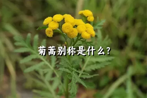 菊蒿别称是什么？