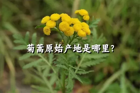 菊蒿原始产地是哪里？