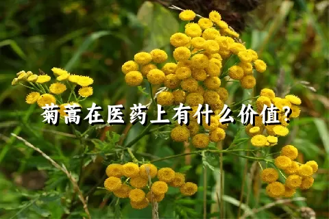 菊蒿在医药上有什么价值？