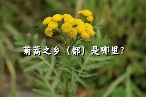 菊蒿之乡（都）是哪里？