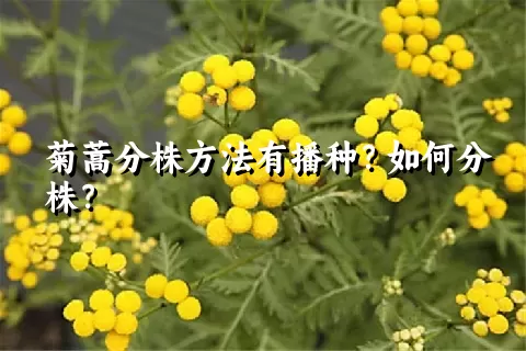 菊蒿分株方法有播种？如何分株？