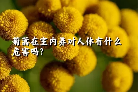 菊蒿在室内养对人体有什么危害吗？