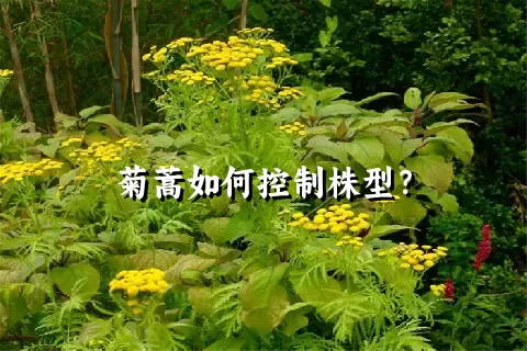 菊蒿如何控制株型？