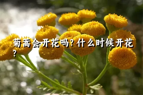 菊蒿会开花吗？什么时候开花？